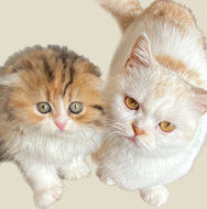 猫咪黑手党汉化版正式上线v1.0.2 无限金币版