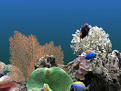 热带鱼水族生态屏保程序推荐